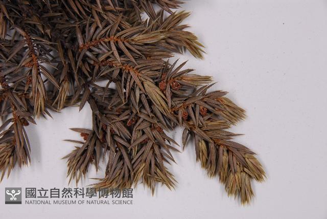 刺柏藏品圖，第4張