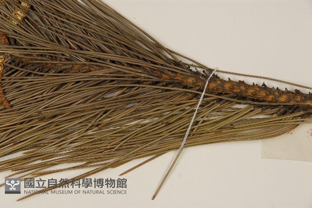 馬尾松藏品圖，第4張