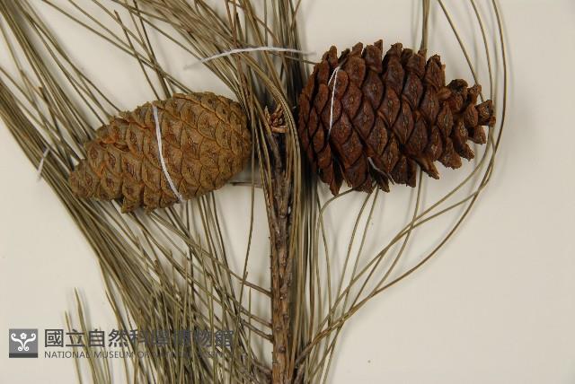 臺灣二葉松藏品圖，第3張