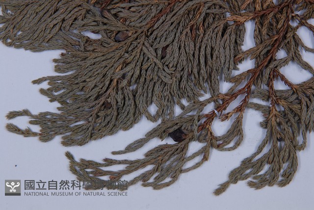 垂枝香柏藏品圖，第4張