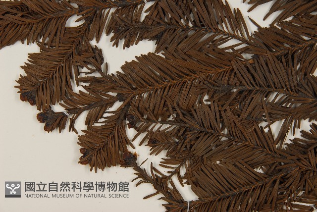 臺灣冷杉藏品圖，第4張