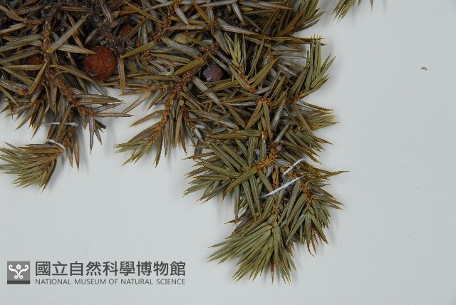 刺柏藏品圖，第4張