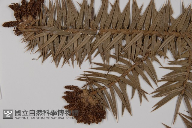 杉木藏品圖，第4張