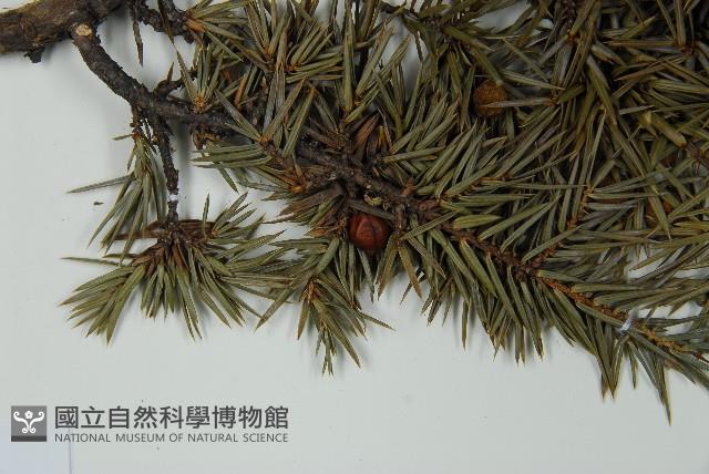 刺柏藏品圖，第4張