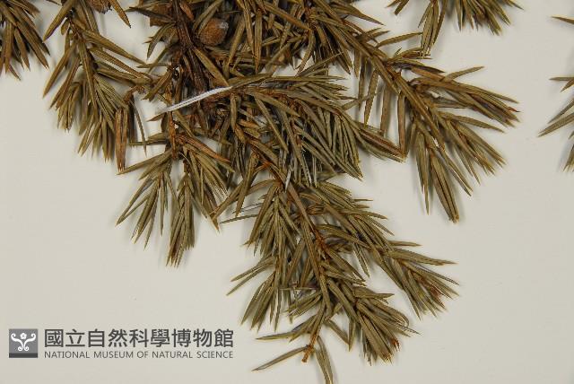 刺柏藏品圖，第4張