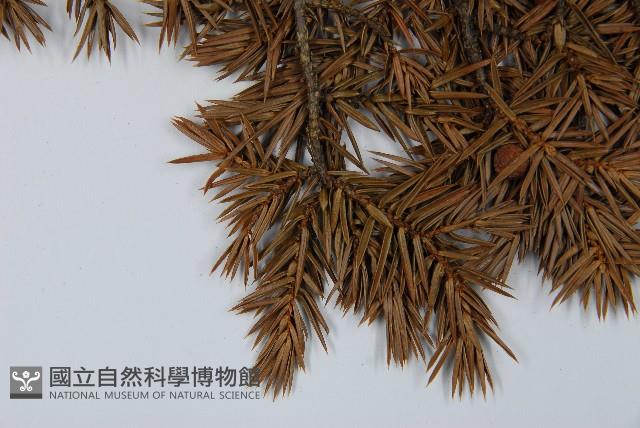 刺柏藏品圖，第4張