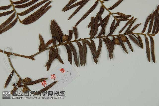 紅豆杉藏品圖，第4張