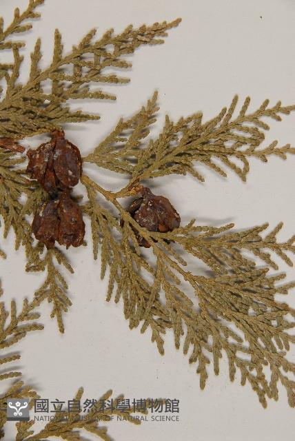 側柏藏品圖，第4張