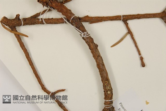 雲南油杉、杉松藏品圖，第4張