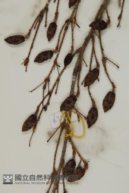 臺灣鐵杉藏品圖，第4張