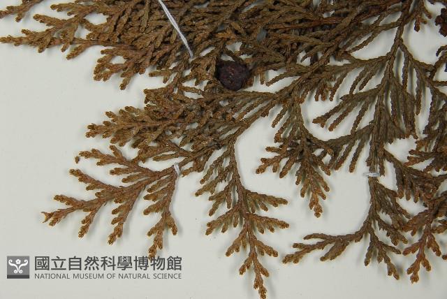 臺灣扁柏藏品圖，第4張