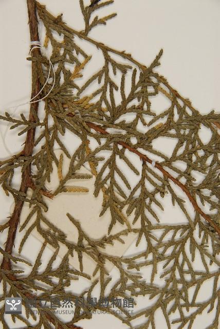 側柏藏品圖，第4張