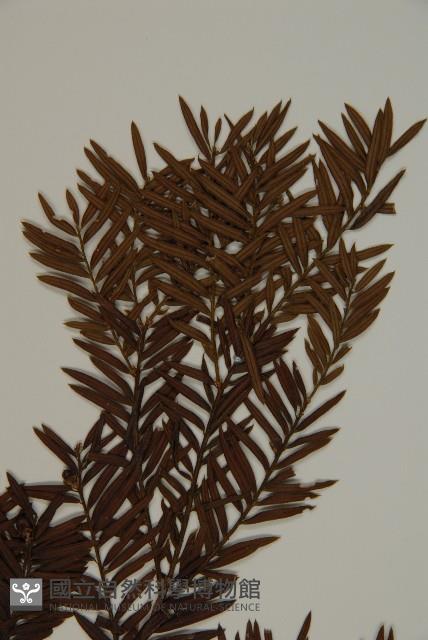 臺灣紅豆杉、紫杉、南方紅豆杉藏品圖，第4張