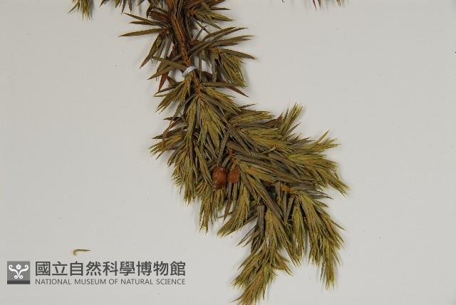 刺柏藏品圖，第4張