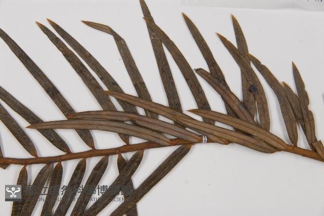 三尖杉藏品圖，第4張