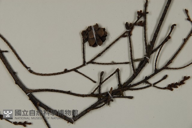 登錄號:G000984藏品圖，第4張