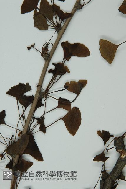 銀杏藏品圖，第4張