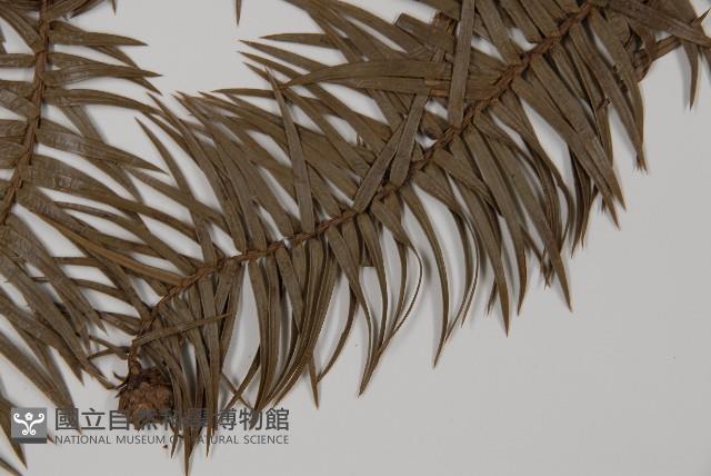 杉木藏品圖，第4張