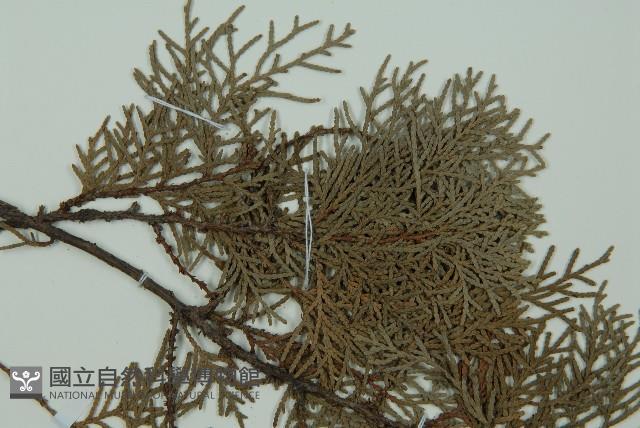 側柏藏品圖，第4張