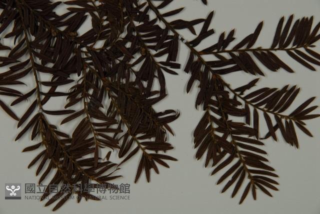 臺灣紅豆杉、紫杉、南方紅豆杉藏品圖，第4張