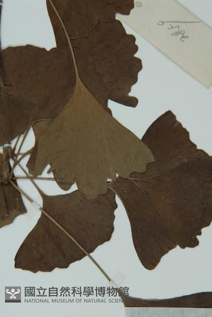 銀杏藏品圖，第4張