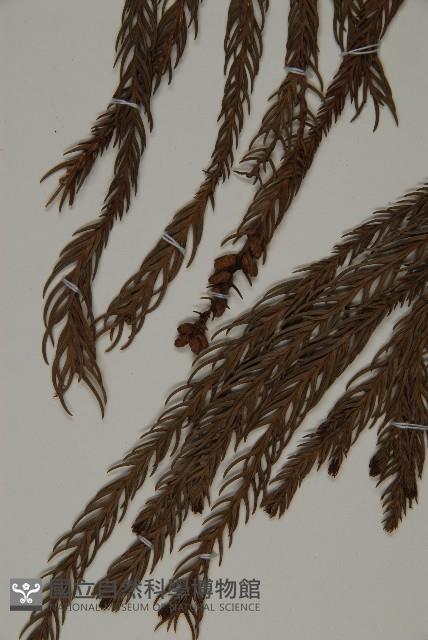 柳杉藏品圖，第4張