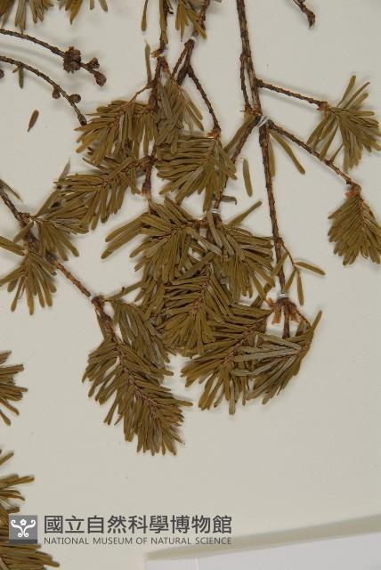 臺灣鐵杉藏品圖，第4張