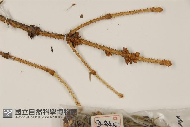 天山雲杉藏品圖，第4張