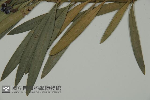 大葉羅漢松藏品圖，第4張