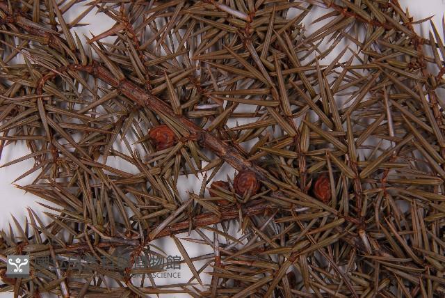 刺柏藏品圖，第4張