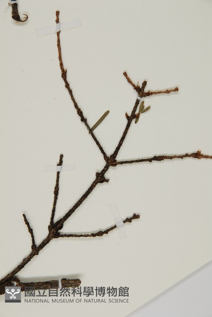 雲南鐵杉藏品圖，第4張