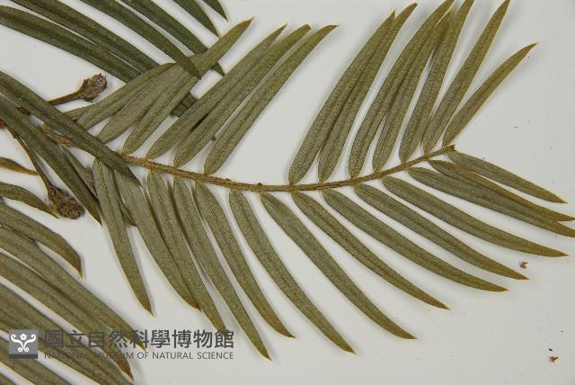 臺灣粗榧、台灣三尖杉藏品圖，第4張