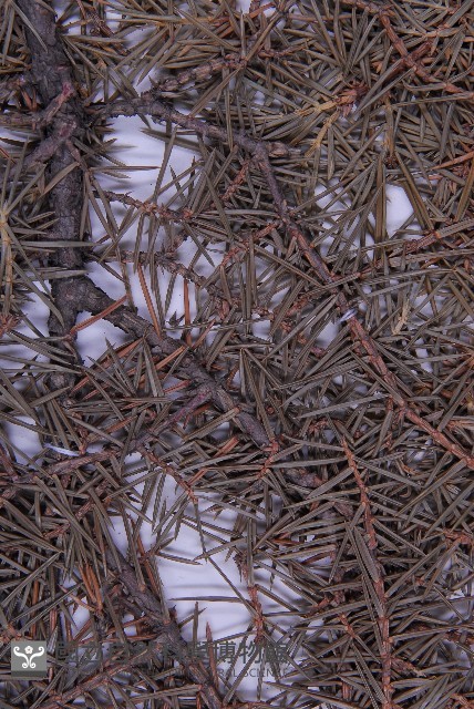 杜松藏品圖，第4張
