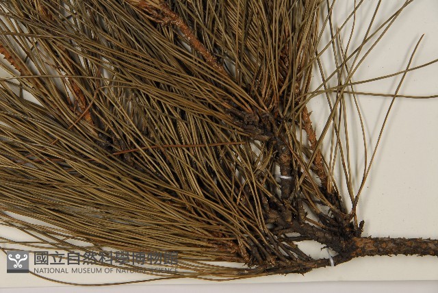 琉球松藏品圖，第4張