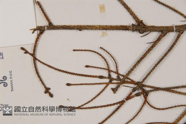 臺灣雲杉藏品圖，第4張