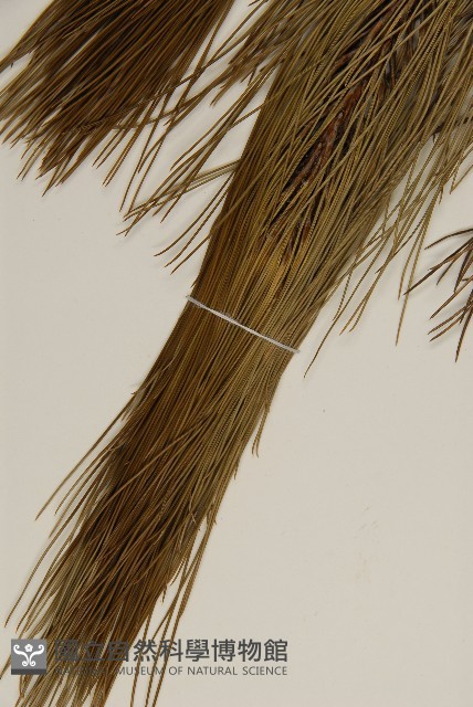 馬尾松藏品圖，第4張