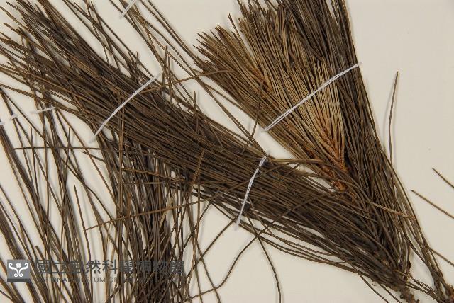 臺灣二葉松藏品圖，第3張
