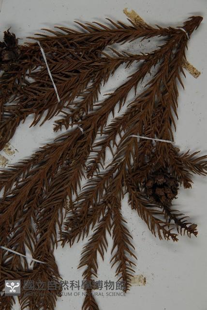 柳杉藏品圖，第4張