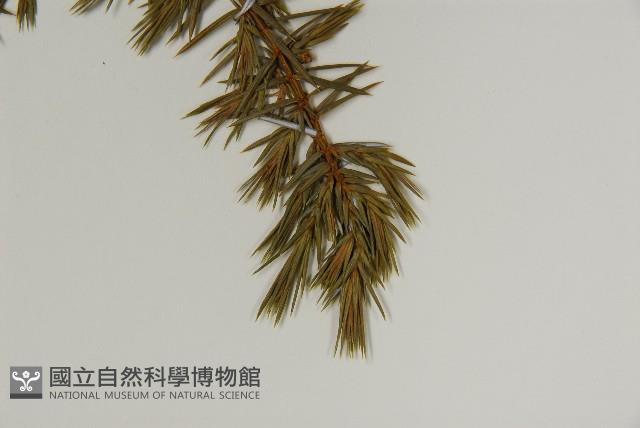 刺柏藏品圖，第4張