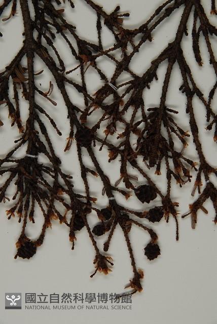 日本鐵杉藏品圖，第4張