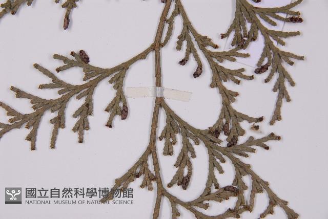 台灣肖楠藏品圖，第4張