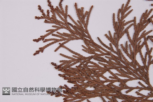 翠柏藏品圖，第4張