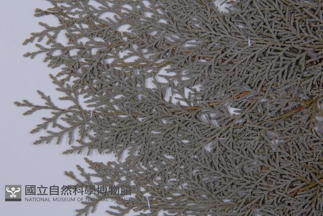 側柏藏品圖，第4張