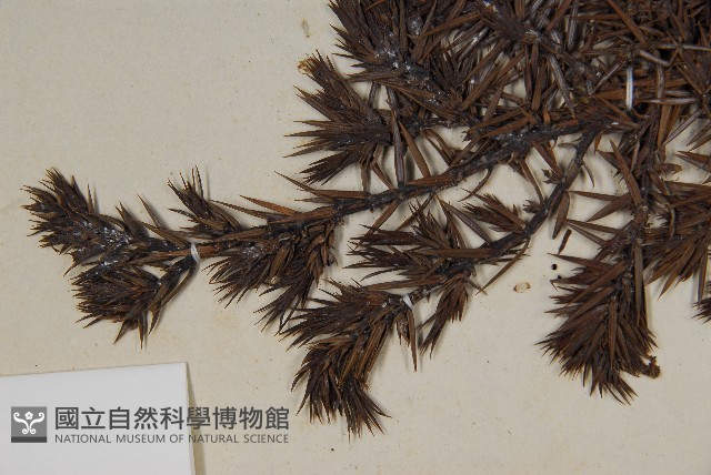 刺柏藏品圖，第4張