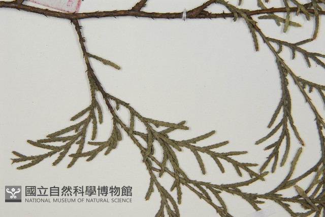 柏木、柏樹藏品圖，第4張