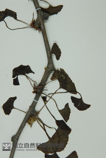 銀杏藏品圖，第4張