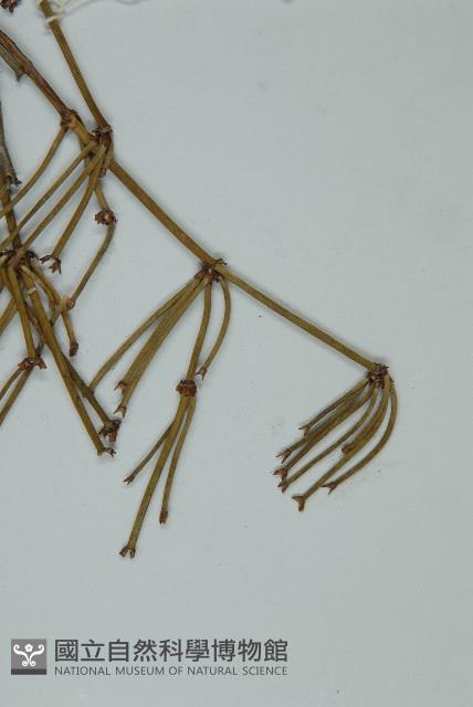 匍枝兩江麻黃藏品圖，第4張