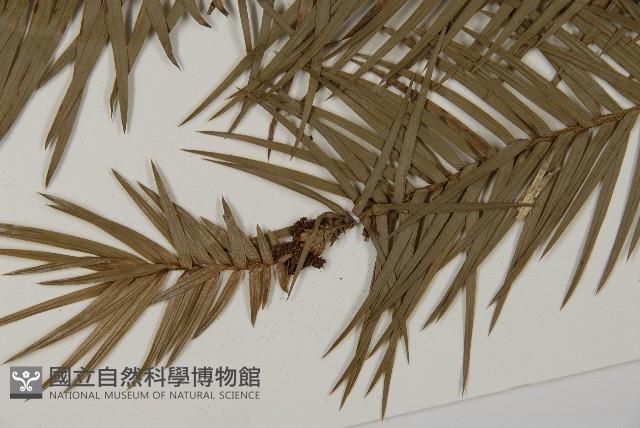 杉木藏品圖，第4張