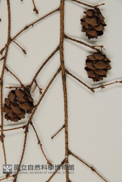 臺灣鐵杉藏品圖，第4張