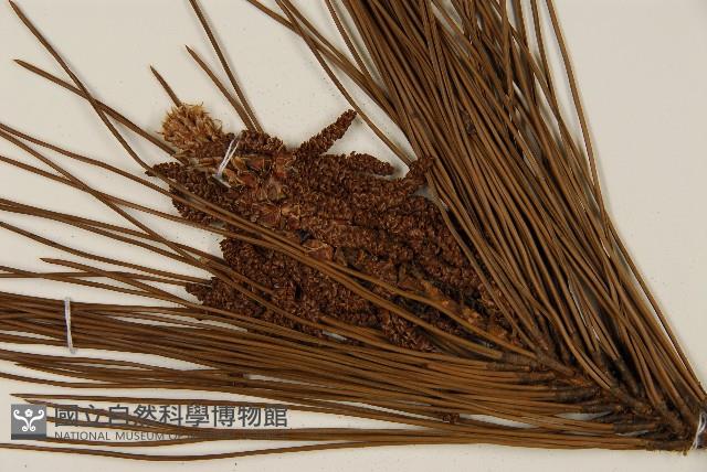 臺灣二葉松藏品圖，第3張